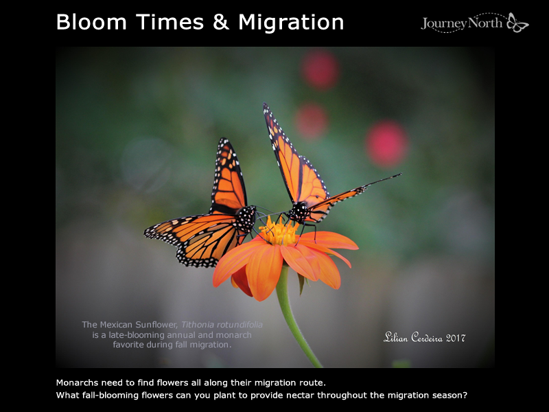 Fall Migration and Bloom Times