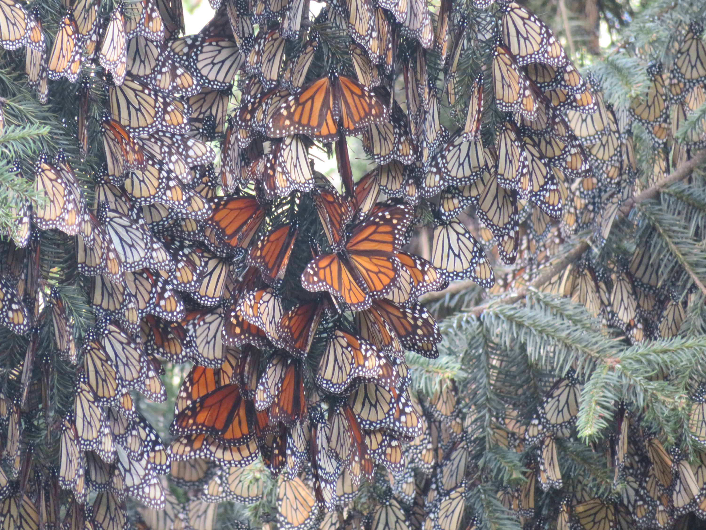 Forming Colony at Cerro Pelon 6743