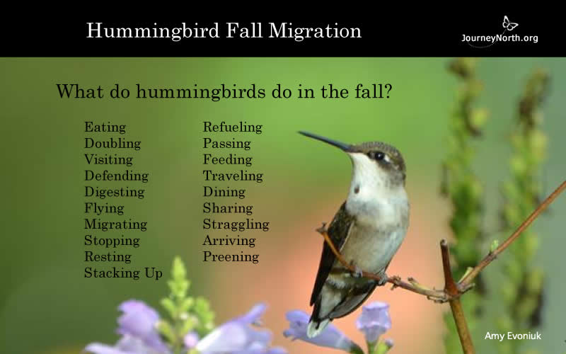 Fall migration begins