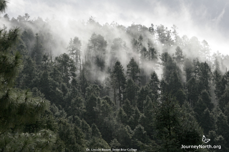 Monarchs, Mountains, and Moisture