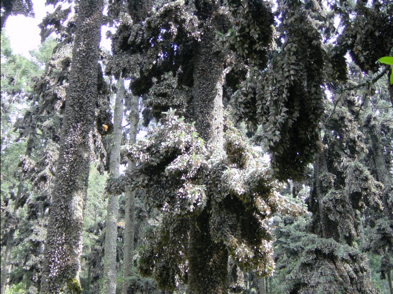 Monarch Butterflies at El Rosario Sanctuary in Mexico