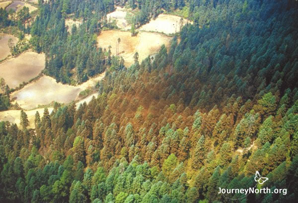 Aerial View of Monarch Butterflies at El Rosario Sanctuary in Mexico