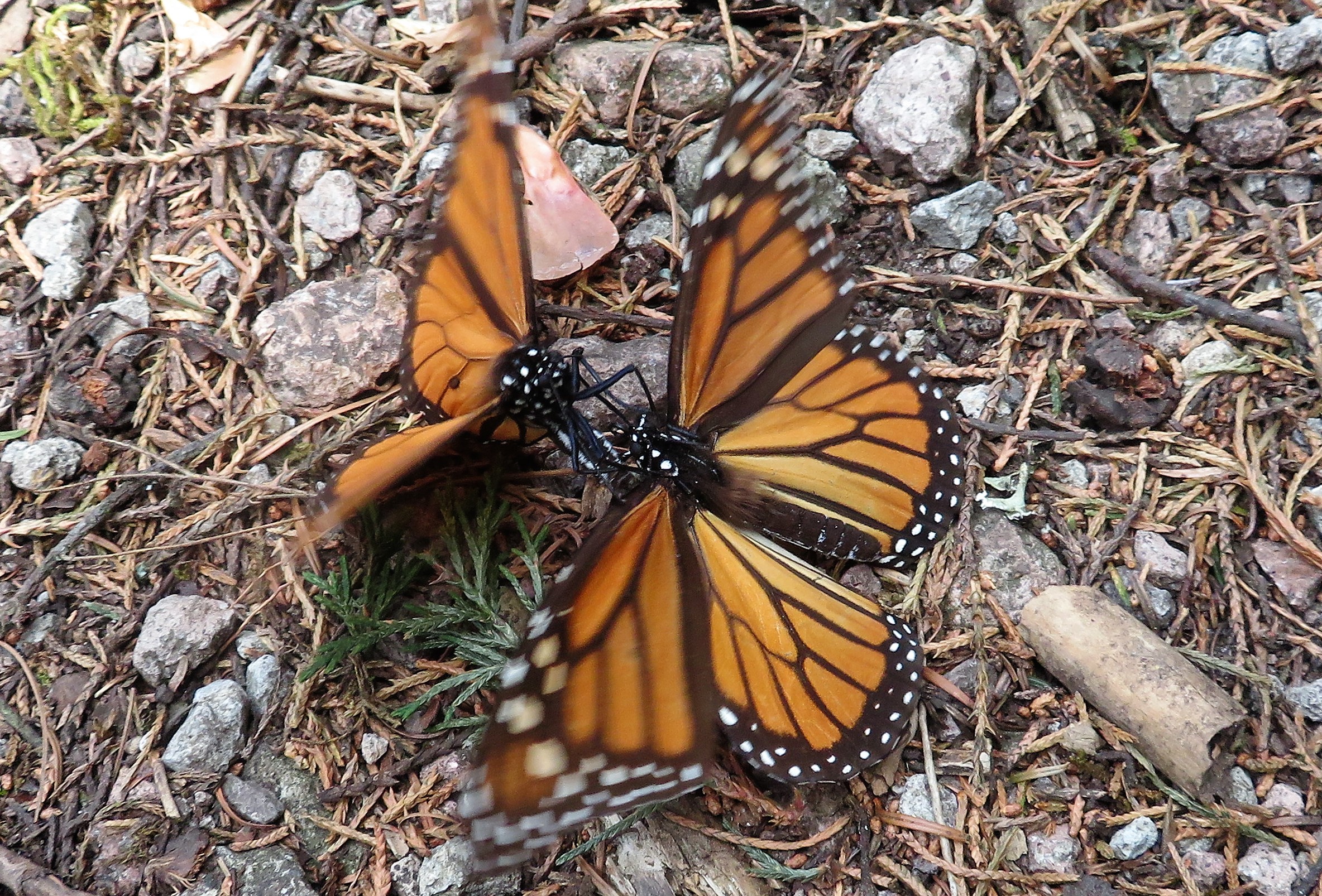 Monarch Butterflies at Cerro Pelon