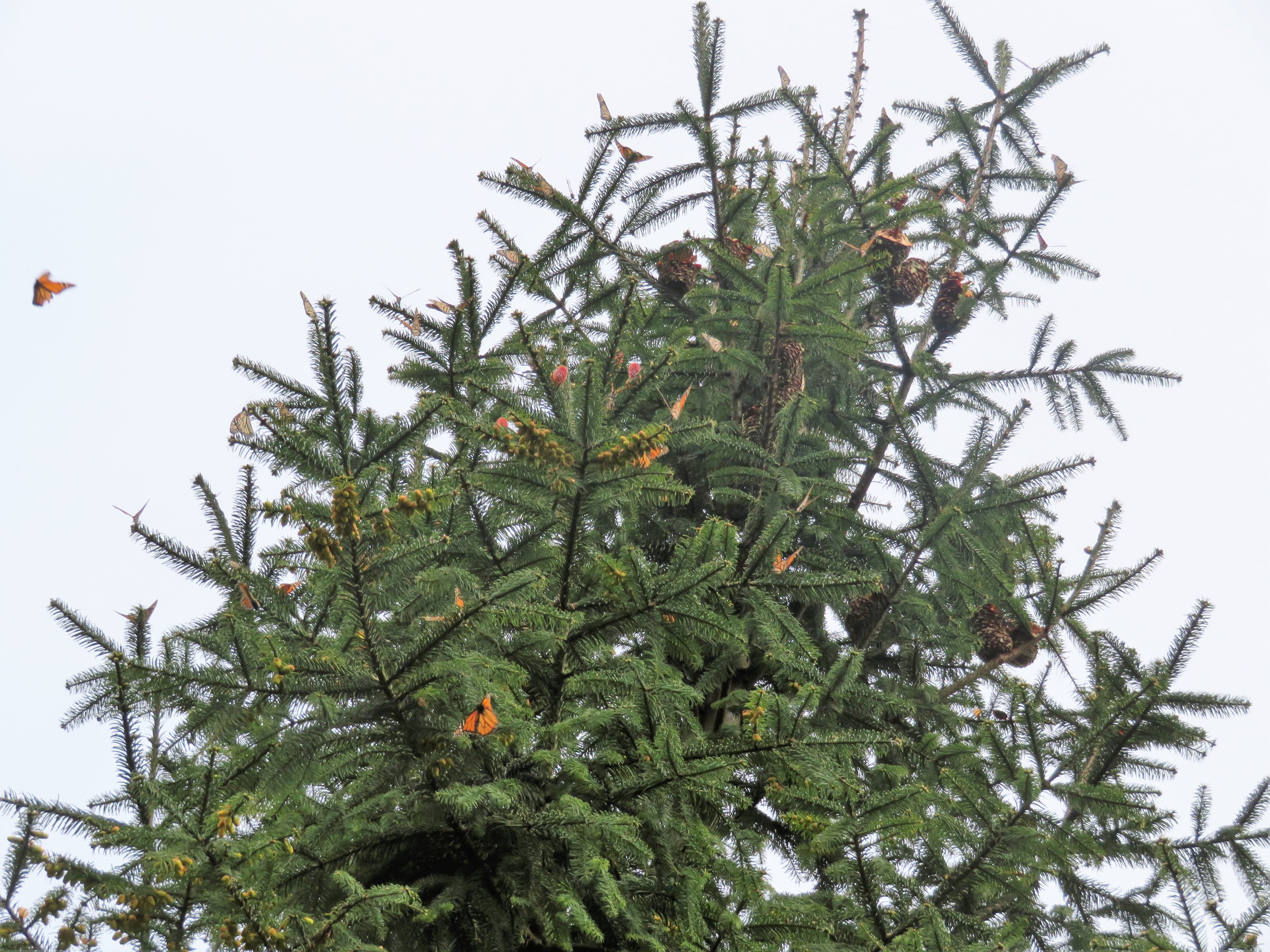 Monarch Butterflies at Cerro Pelon Sanctuary in Mexico