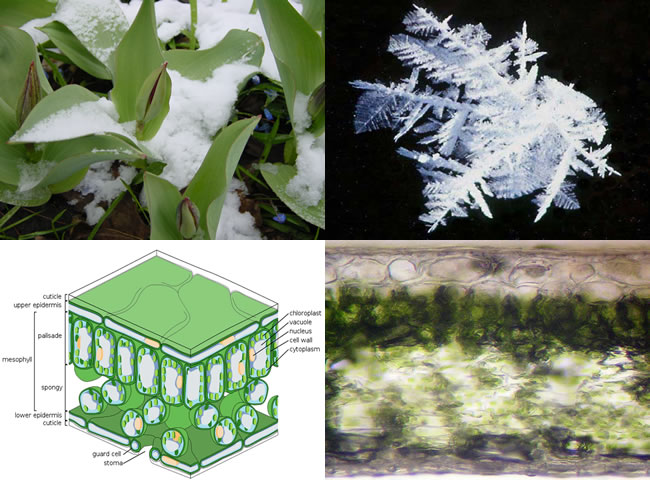 How does freezing affect plants?