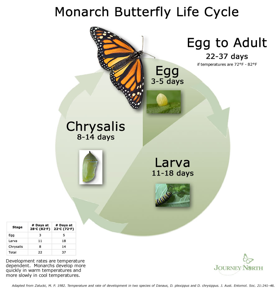 Life Cycle Development Time