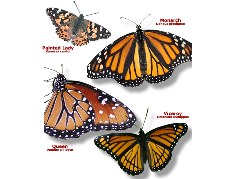 Butterfly Identification Images