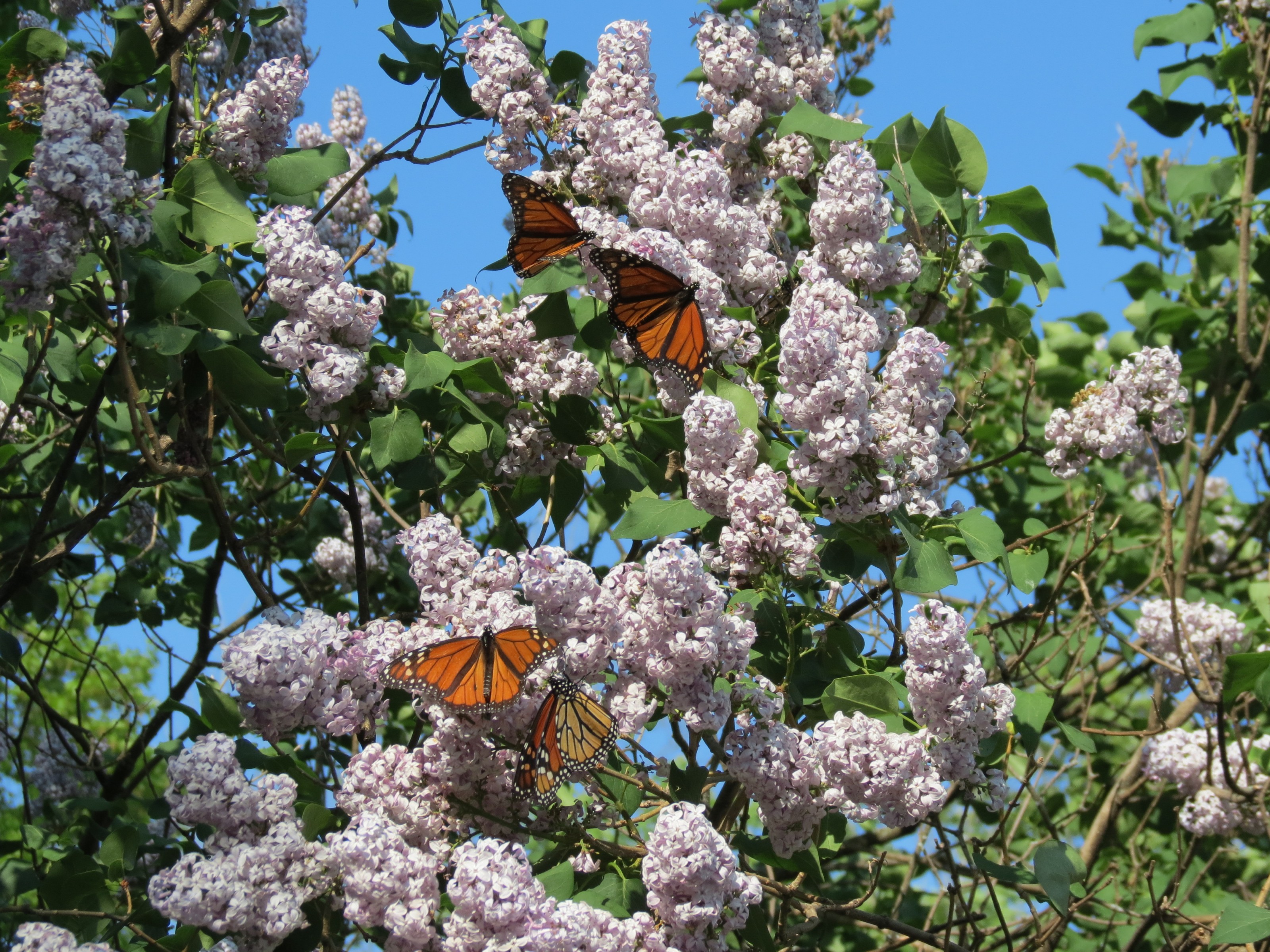 A Favorite Spring Nectar Source