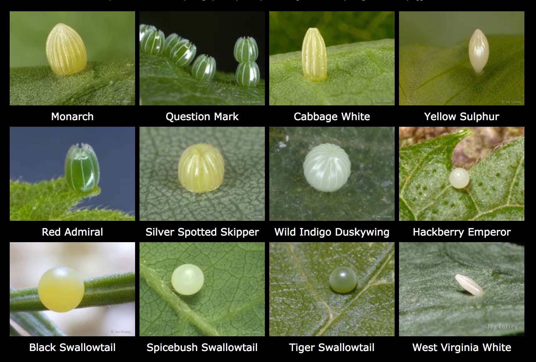 A Dozen Butterfly Eggs