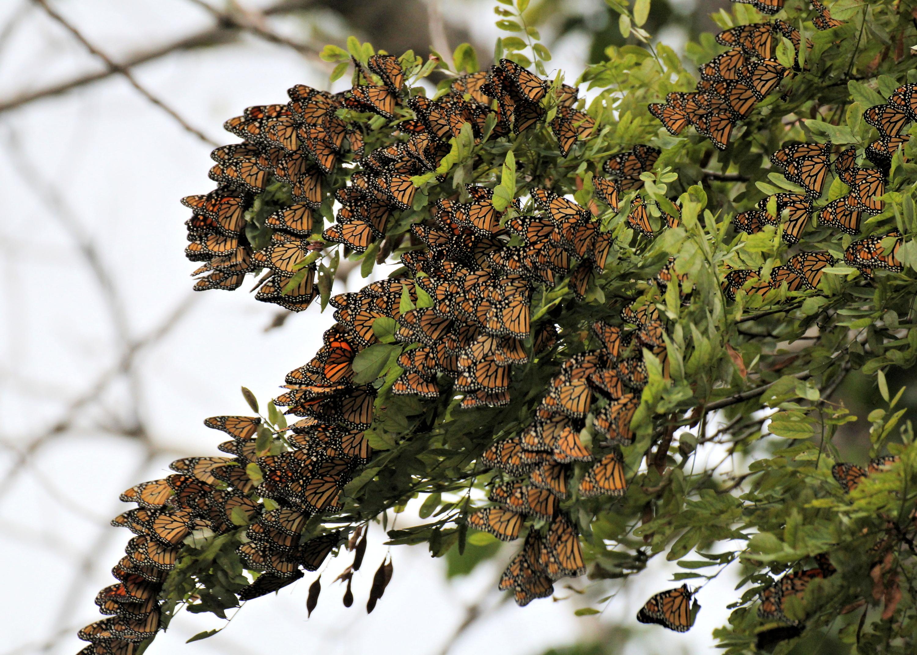 The Overnight Roost