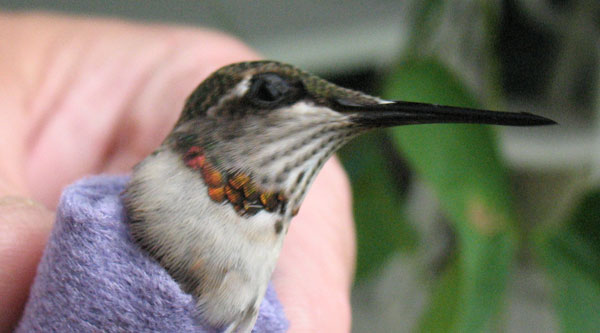 Image of hummingbird by Jaques Turgeon