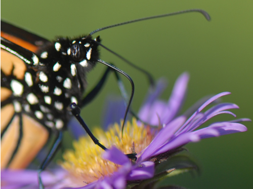 Nectar and Migration