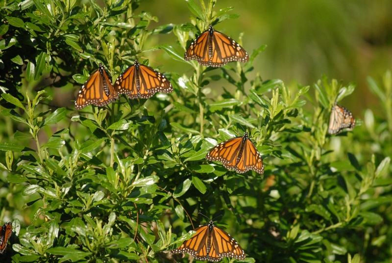 Monarch Butterfly by Elizabeth Howard