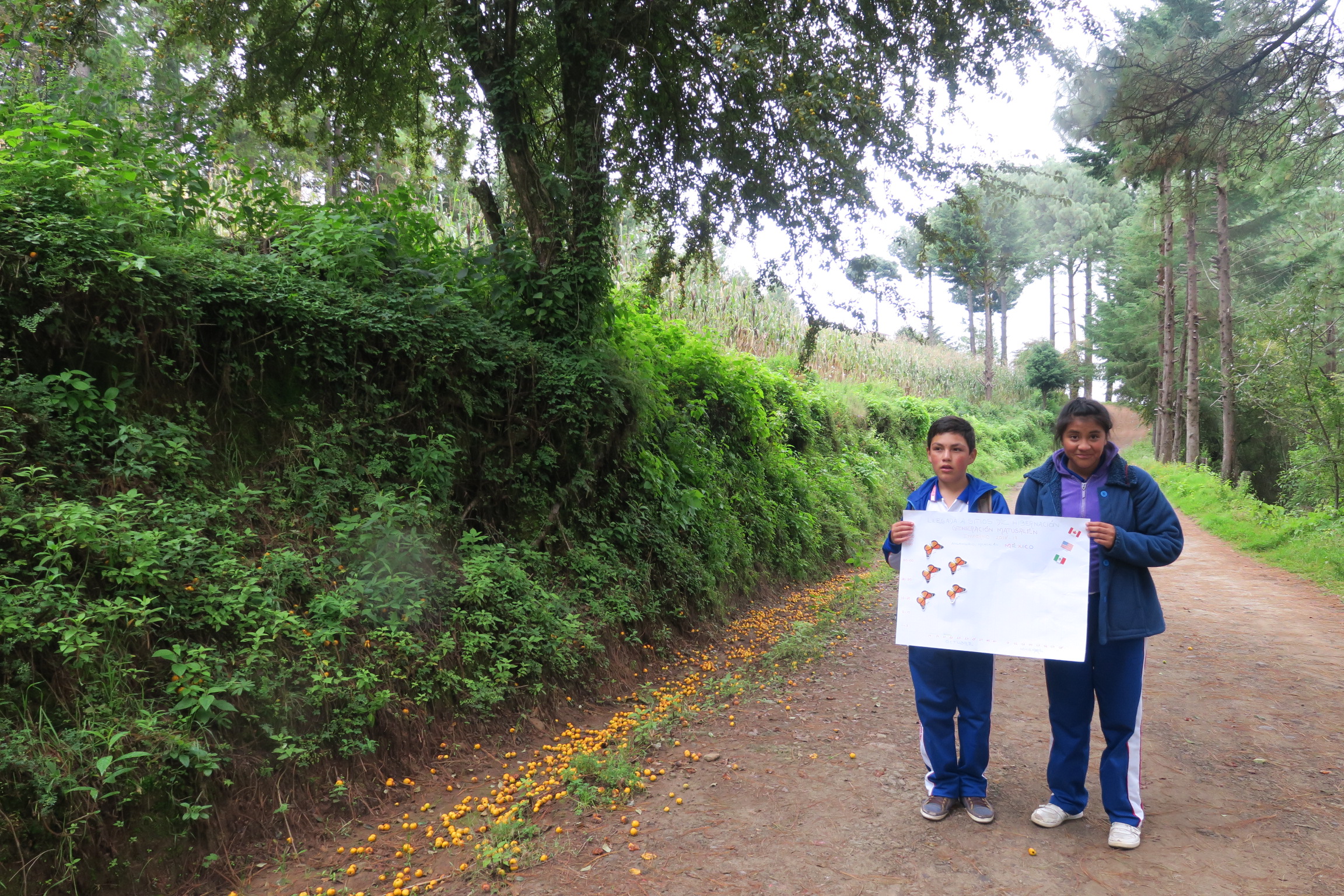 Monitoring the Monarch's Arrival in Mexico
