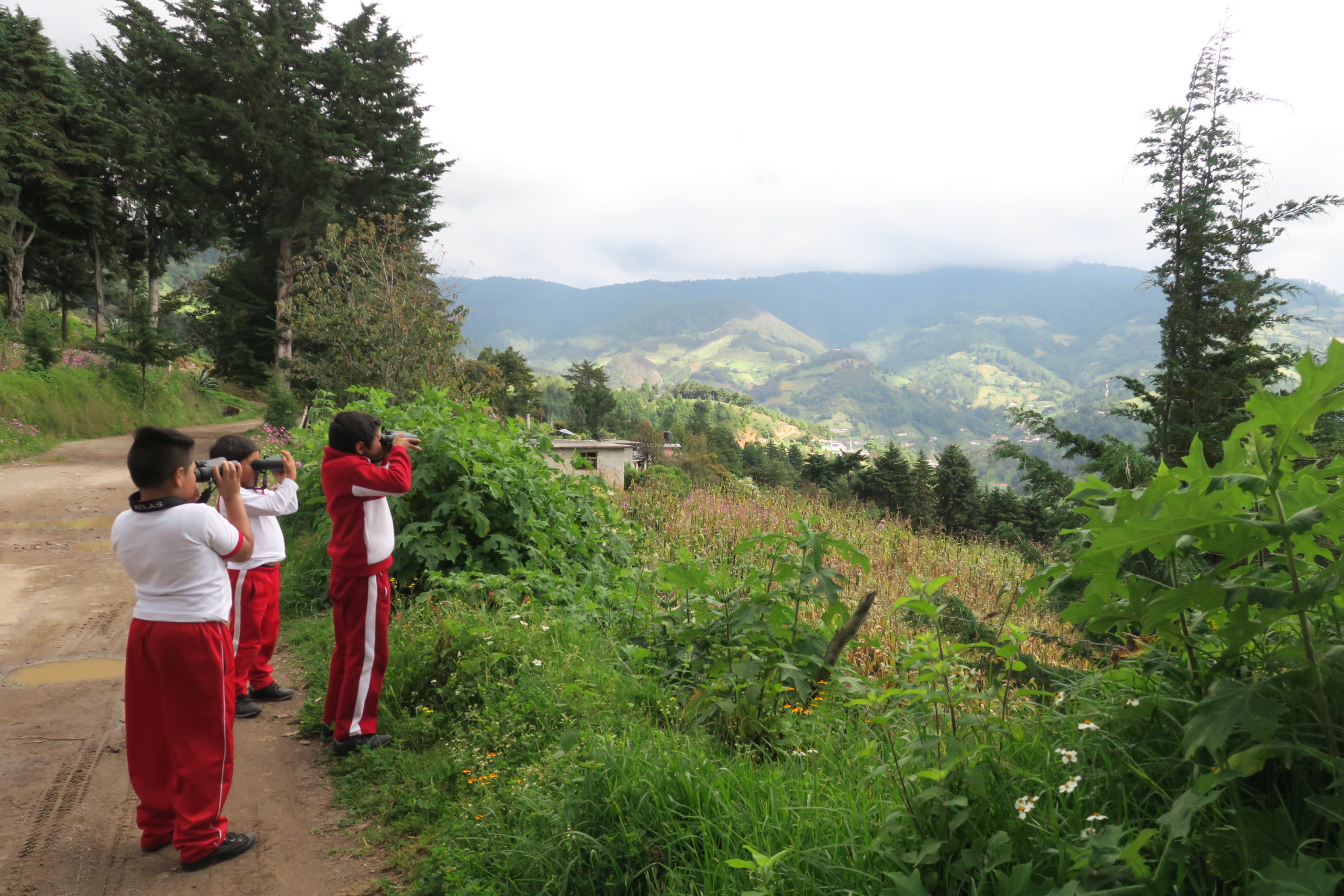 Monitoring the Monarch's Arrival in Mexico