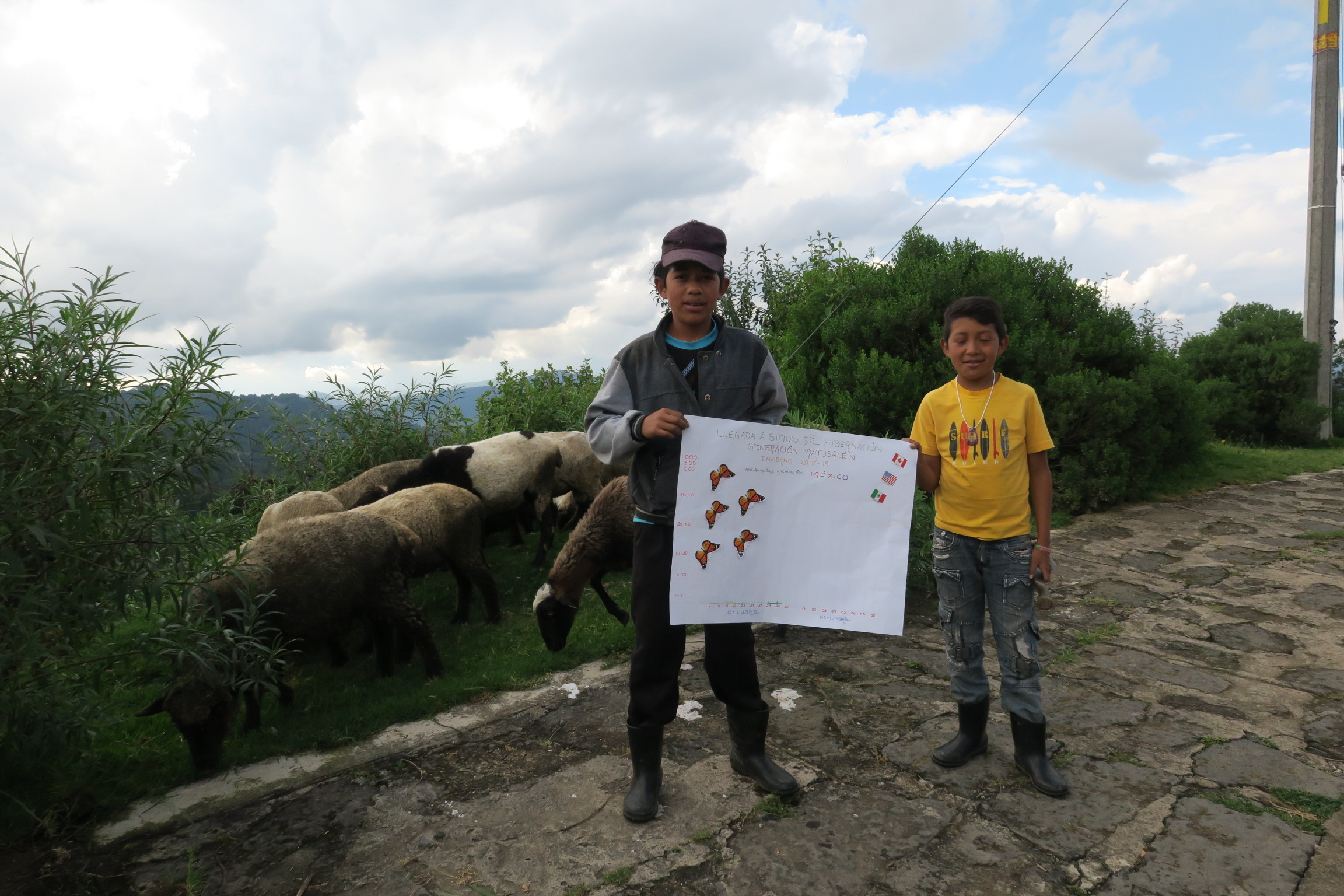 Monitoring the Monarch's Arrival in Mexico