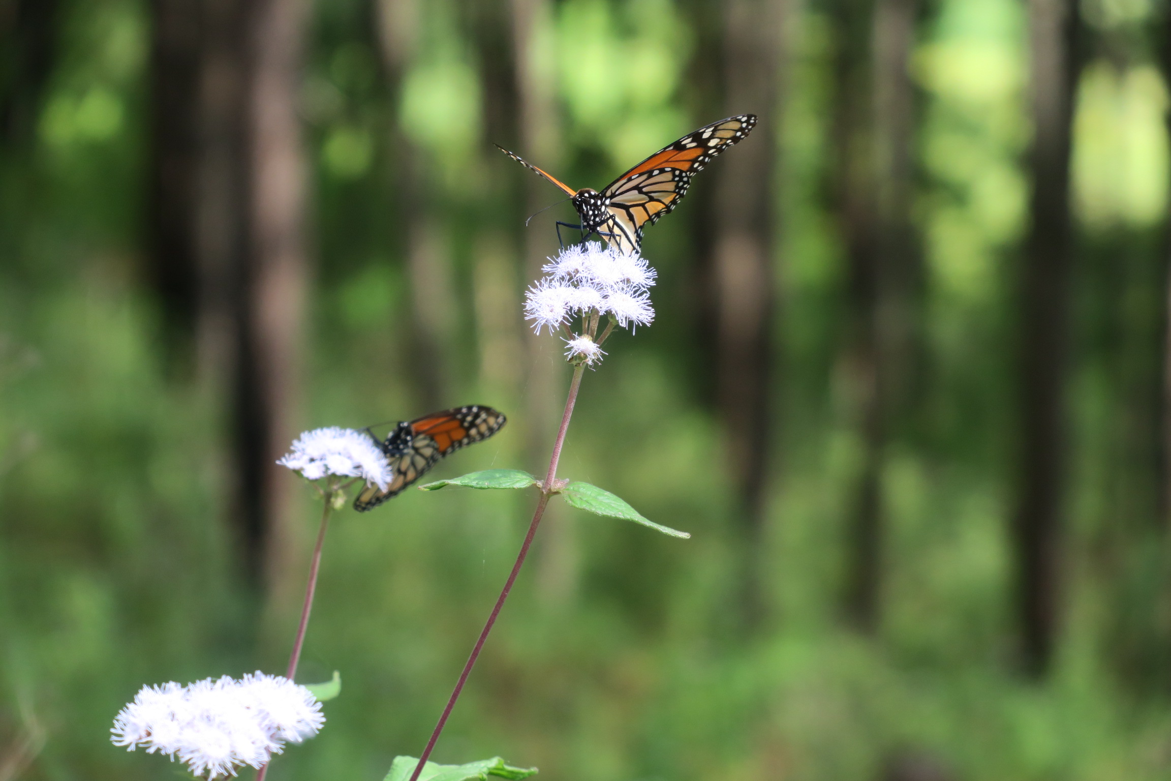 11/07/18: The Arrival 01