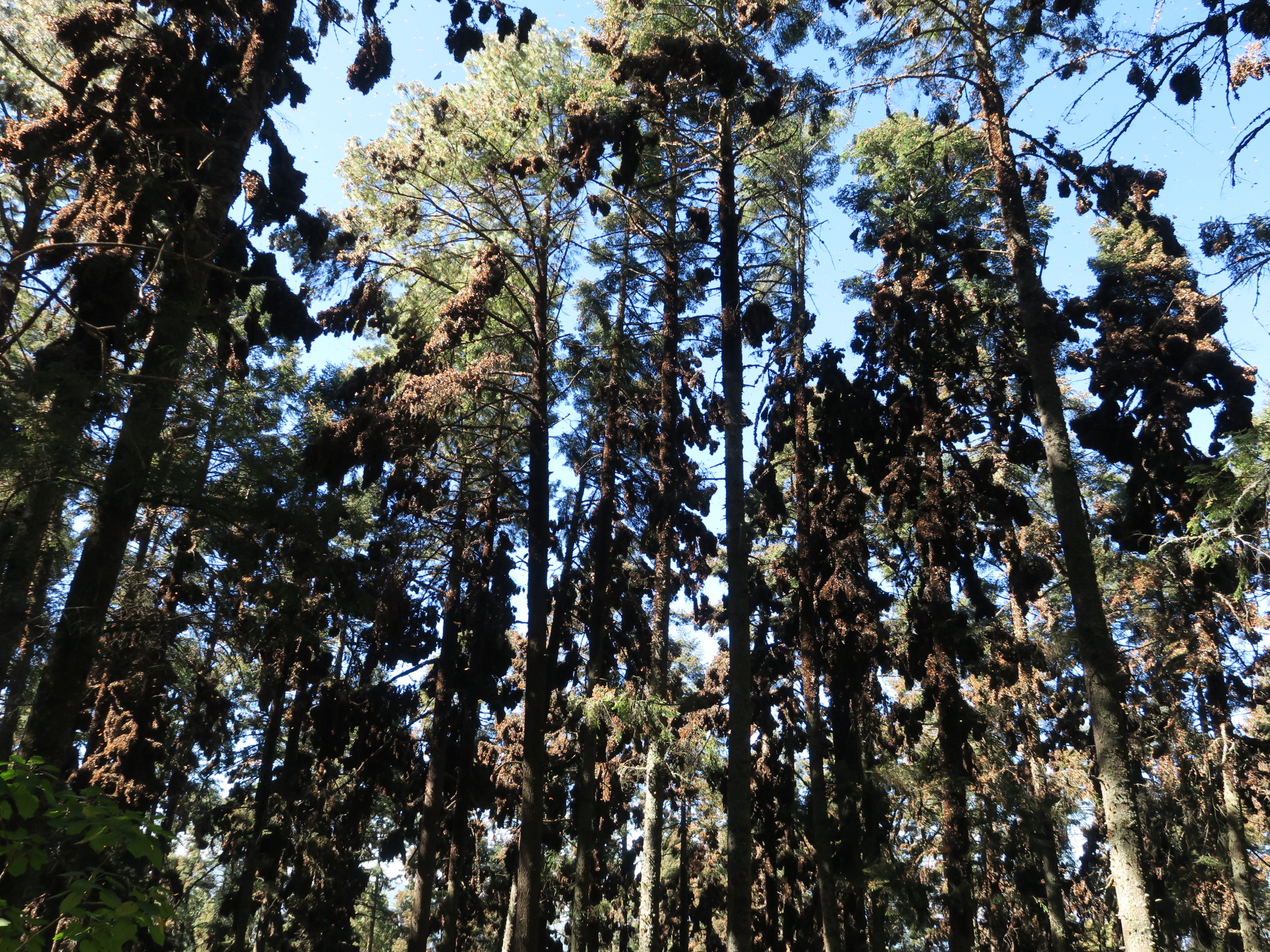 Monarch Butterflies at El Rosairo Sanctuary in Mexico