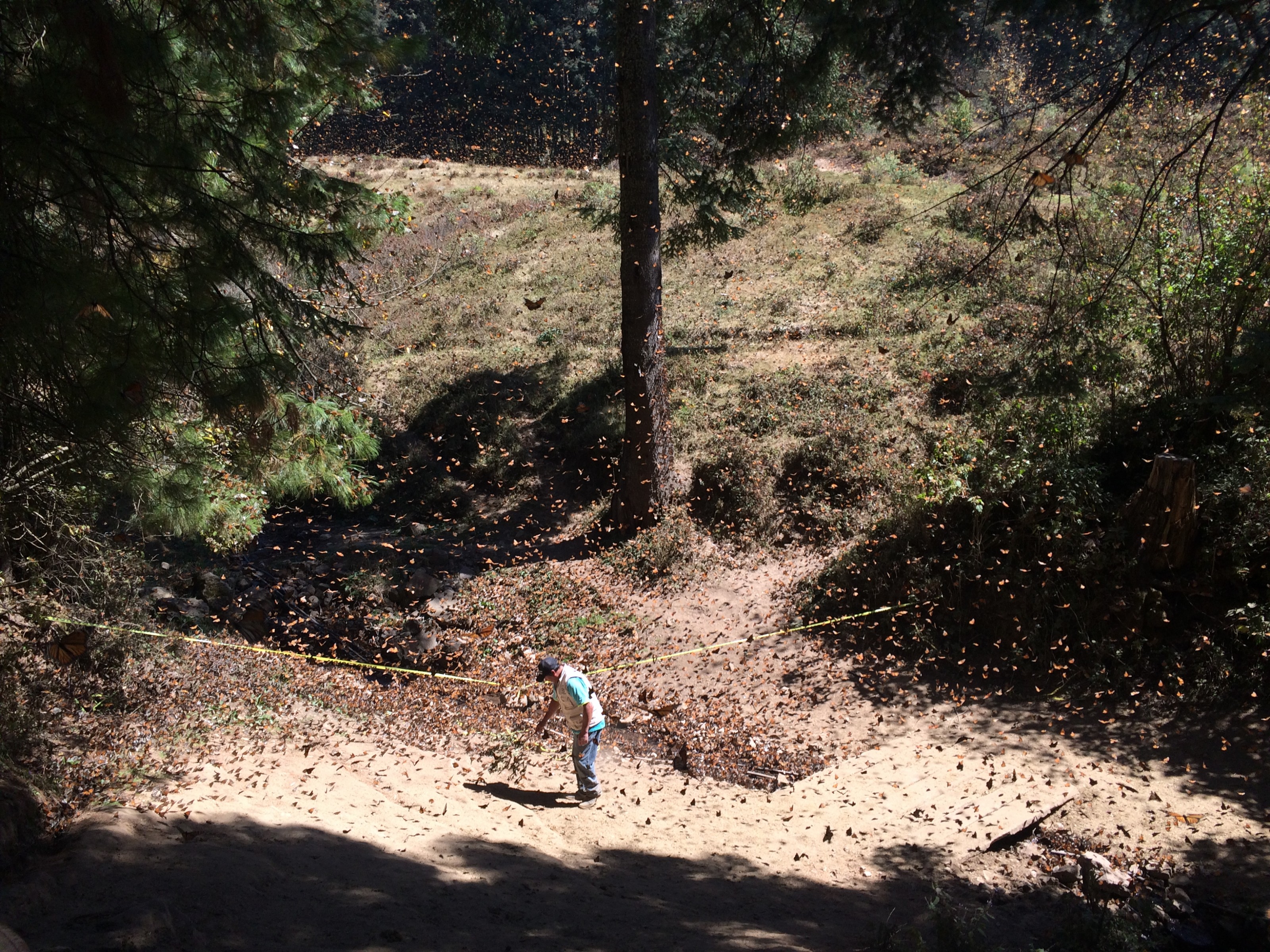 Monarch Butterflies at El Rosairo Sanctuary in Mexico