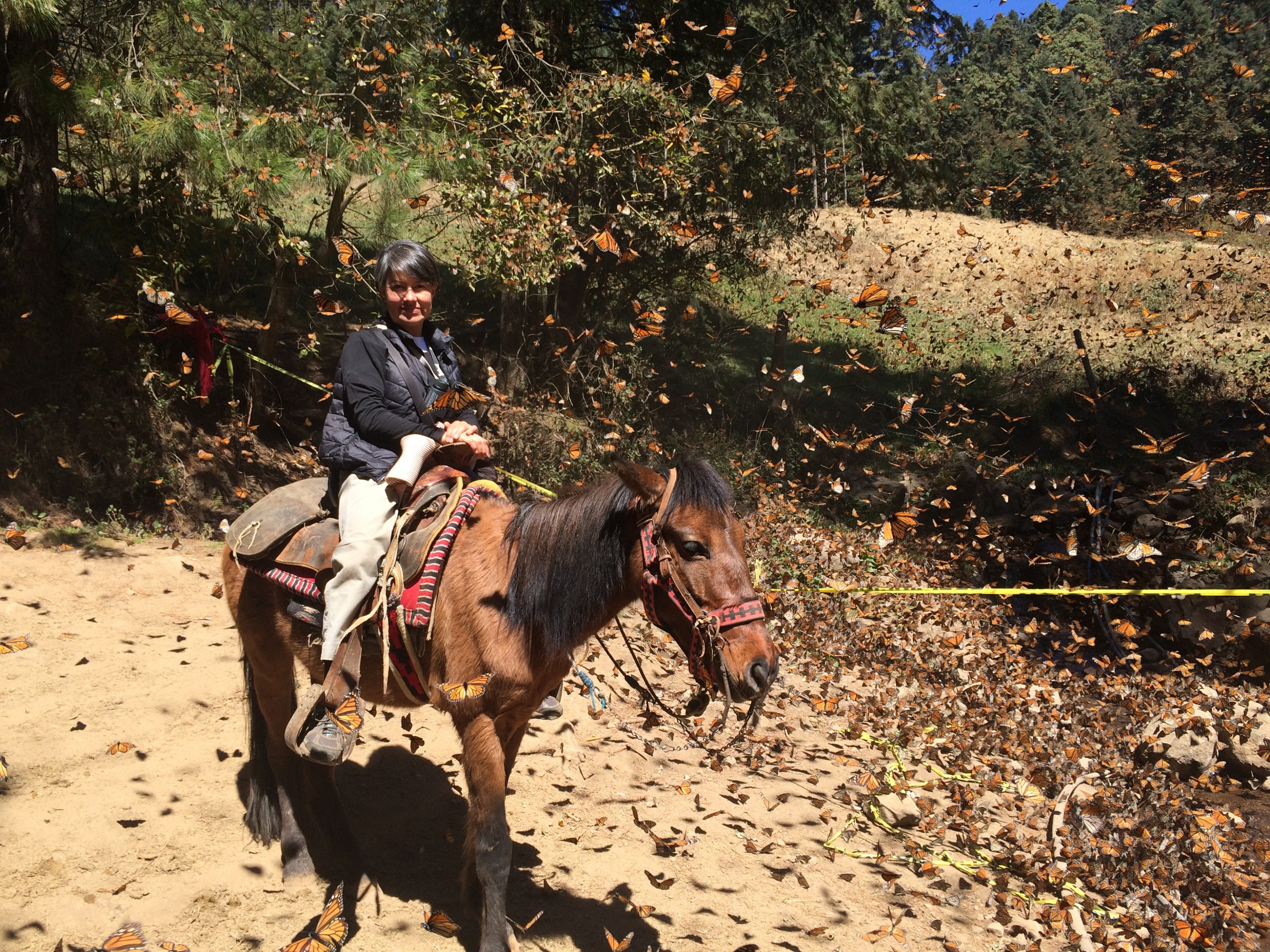 El Rosario monarch butterfly sanctuary in Mexico