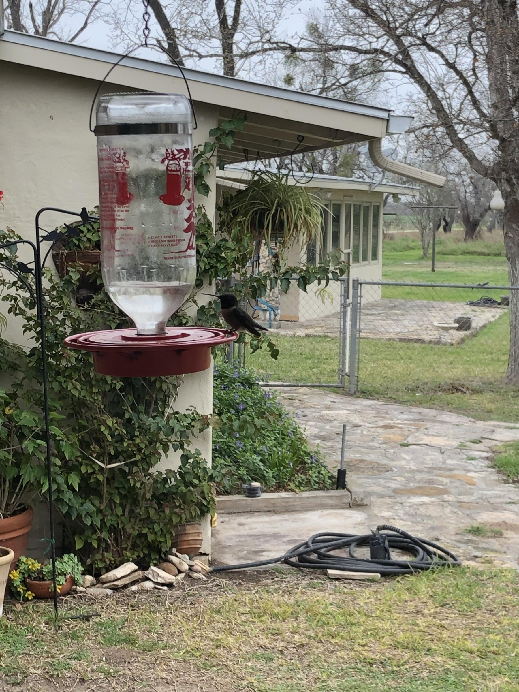 Exciting! Our First Ruby-throated Hummingbird. 