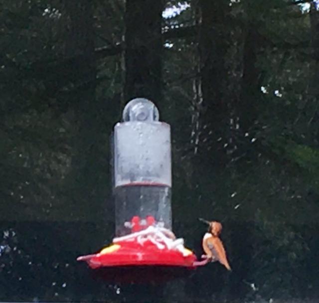 Rufous Hummingbird, Friday Harbor, WA (03/15/2019)