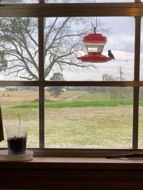 Ruby-throated Hummingbird, Photo by Rhonda, Maud, TX 03/23/2019