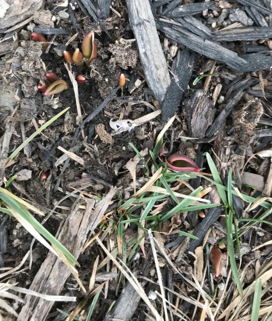 Planted Bulbs 4 Years Ago. Third Year for Flowers. Leduc, AB. Photo by Kimberly (03/24/2019)