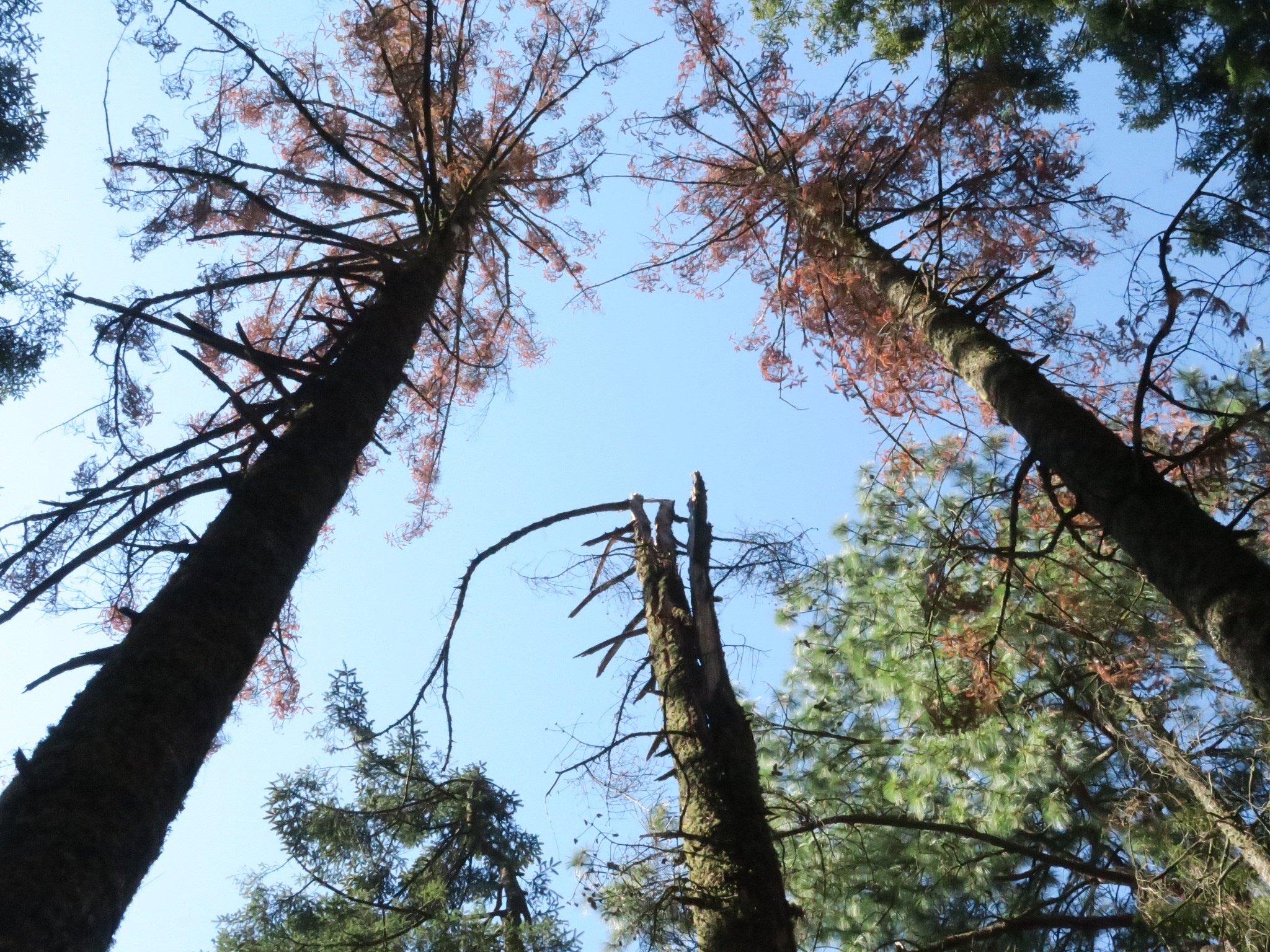 Sierra Chincua Sanctuary