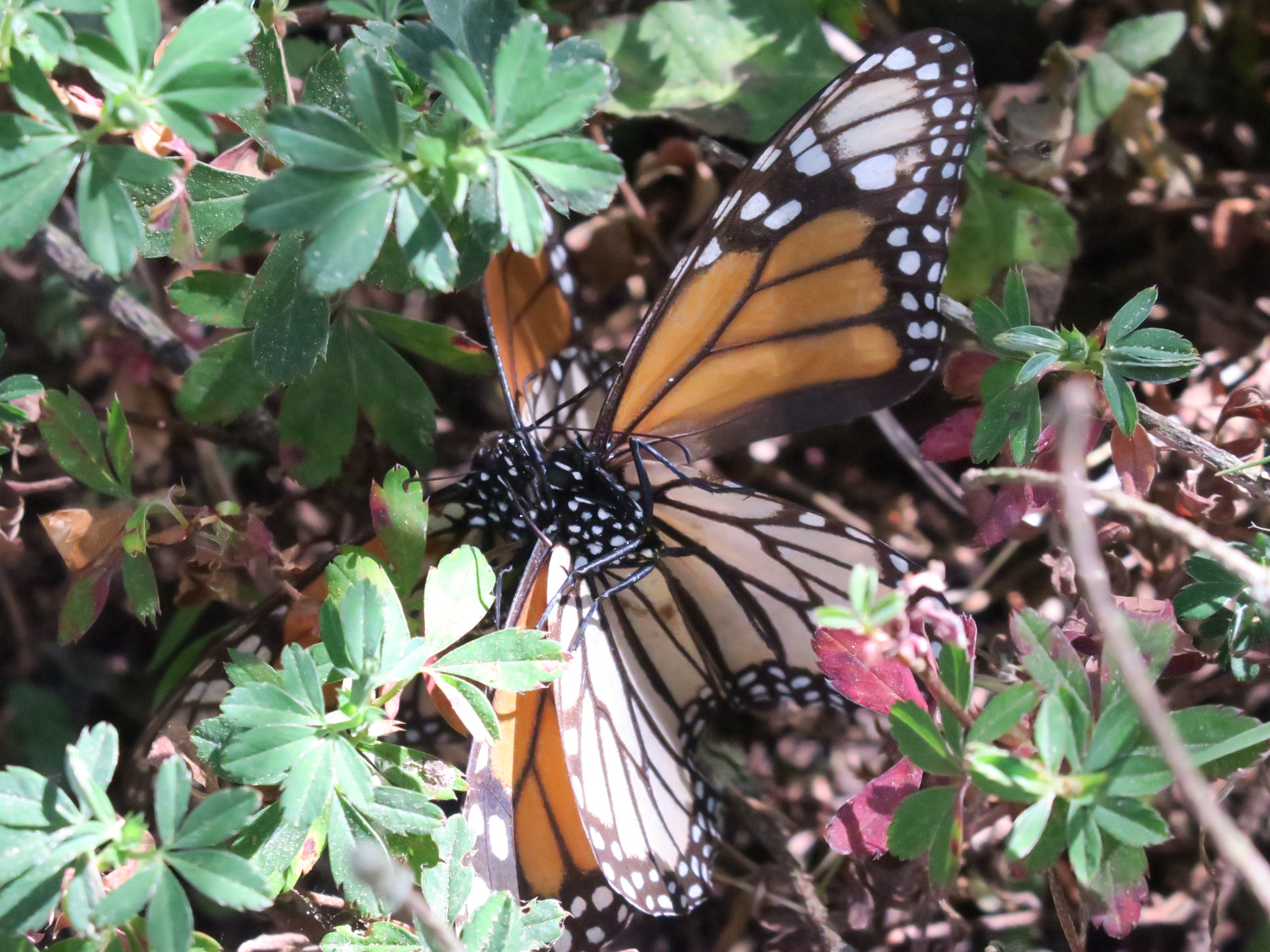 Sierra Chincua Sanctuary