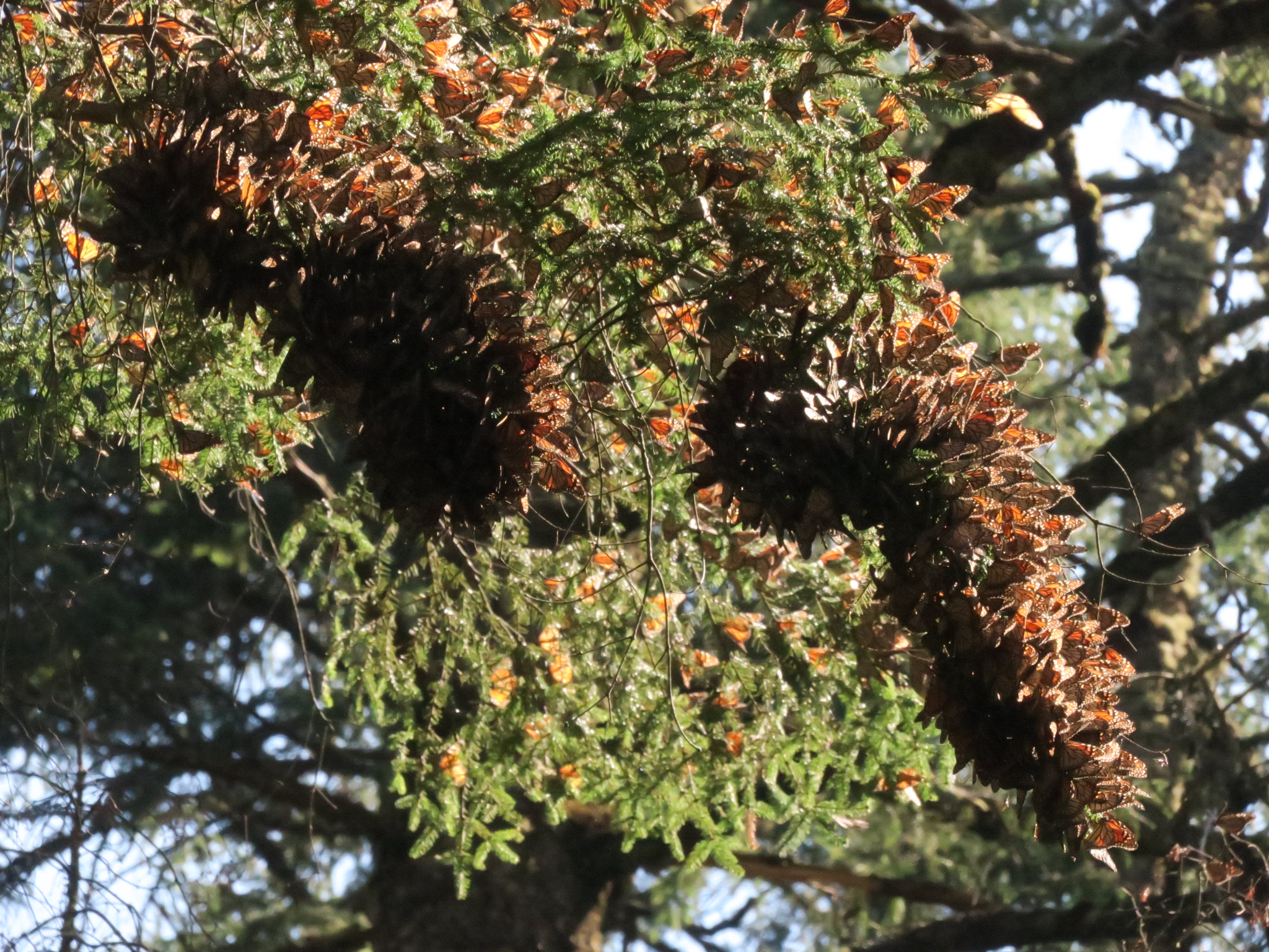 Sierra Chincua Sanctuary