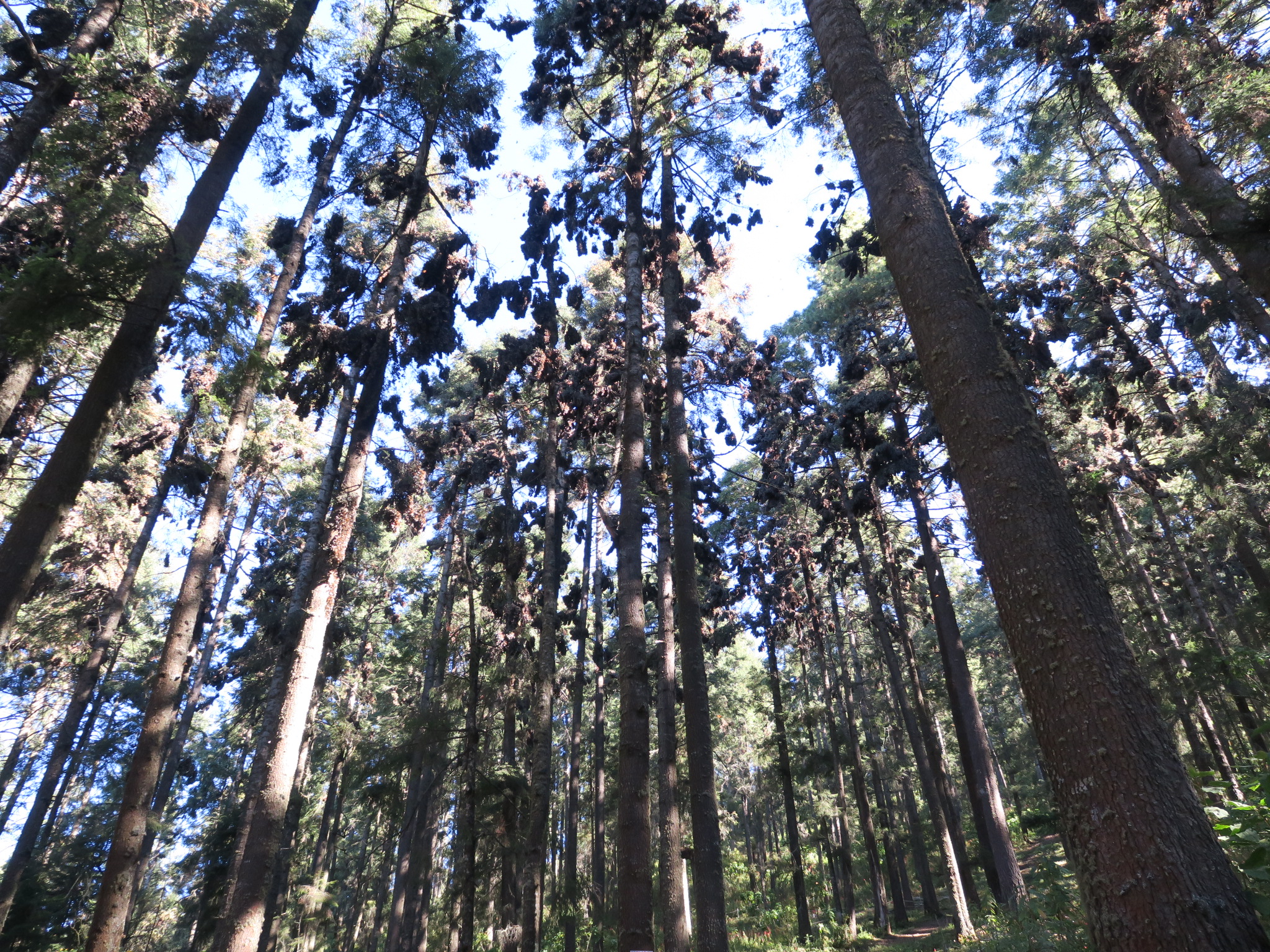 03/07/19 El Rosario Sanctuary 03