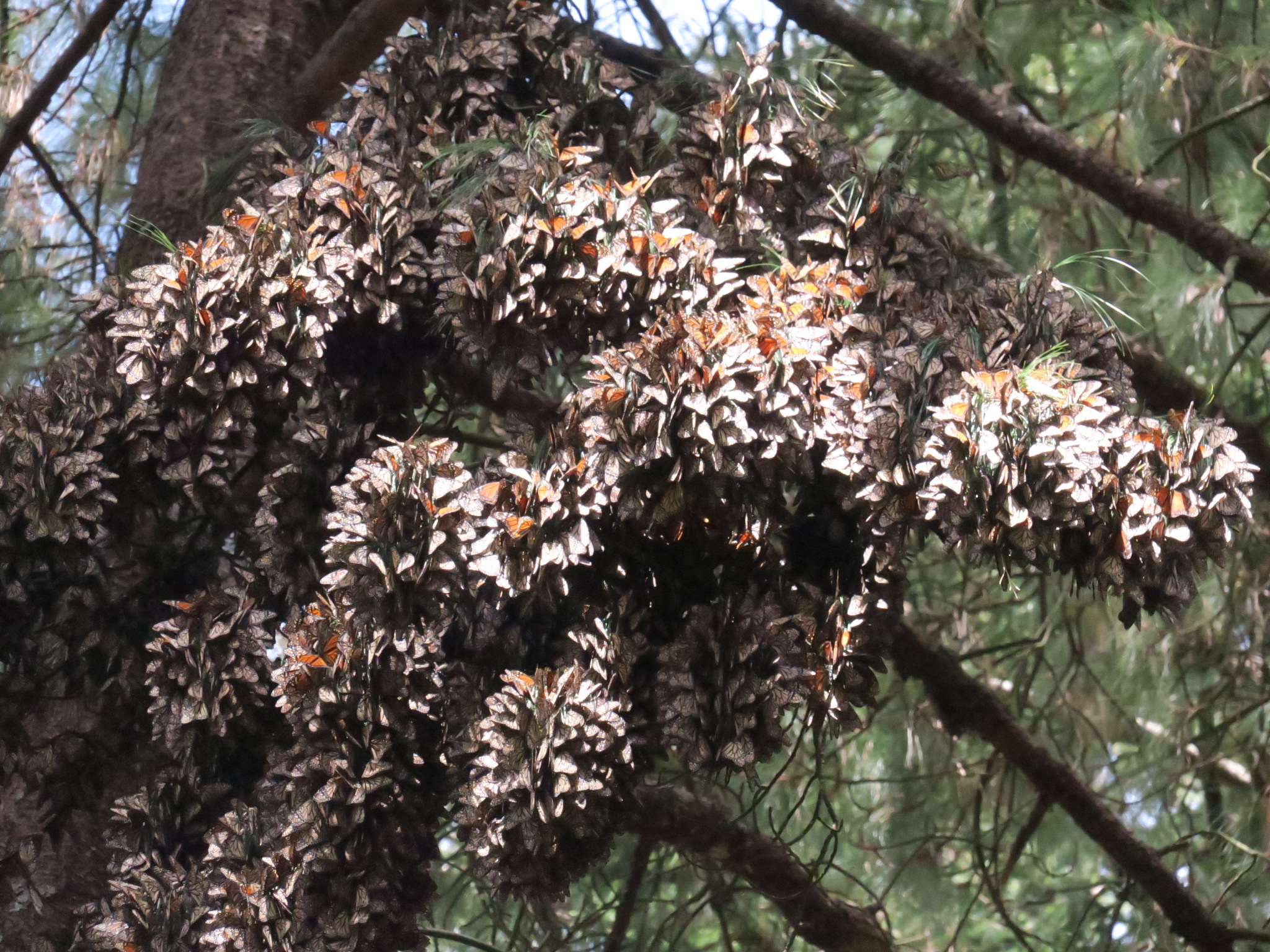 El Rosario Sanctuary