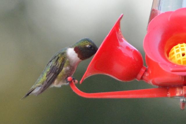 Hungry RTH Hummingbirds, Photo by: Carla (Crowley, LA; 03/26/2019)