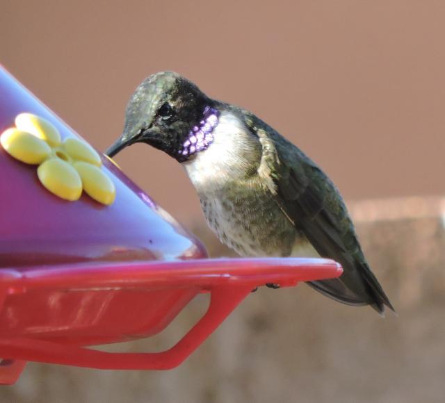 Black-chinned Hummingbirds, Ivans, UT (03/29/2019)