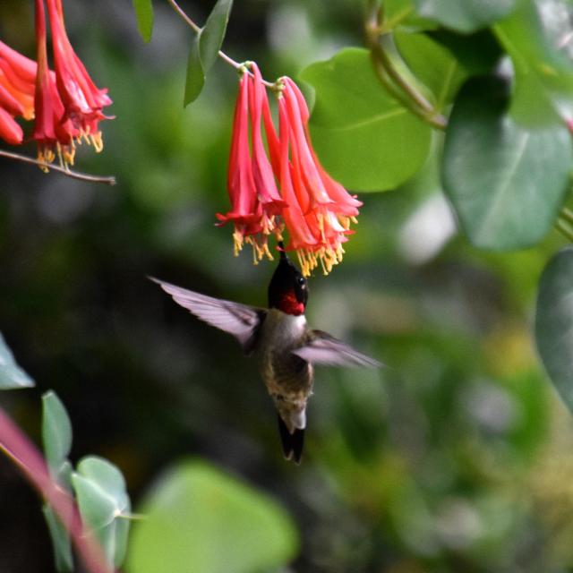 Ruby-throated Hmmingbird Feeding on Coral Honeysuckle, Photo by: Ken (Baton Rouge, LA; 03/30/2019)