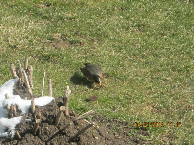 Robin finally finding a worm!