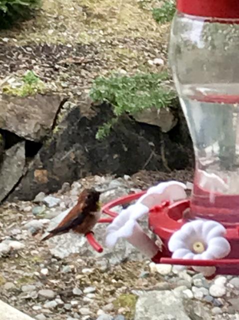 Rufous Hummingbird - Monroe, WA (03/29/2019)