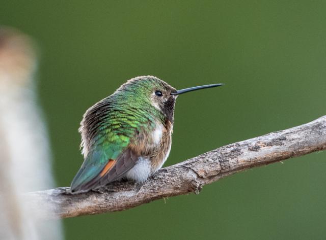 Broadtailed Hummingbird-Colorado Springs, CO ( 04/10/2019)