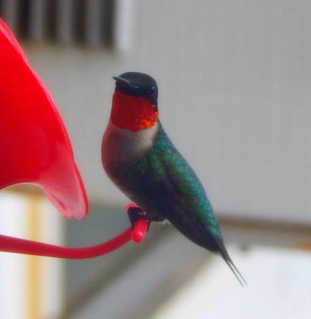 RTH - Paden, OK (04/10/2019)