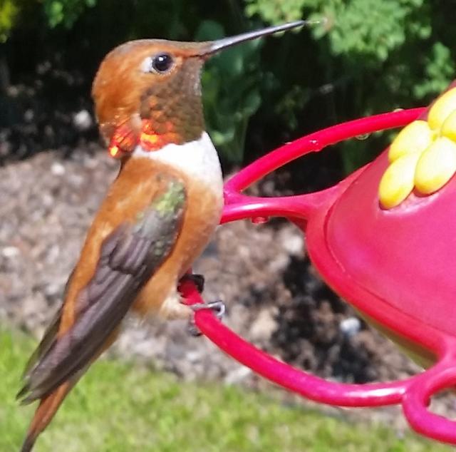 Rufous