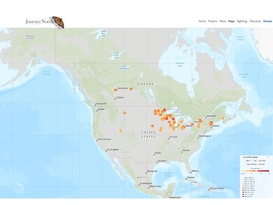 Spring 2019: Loon - First Sightings