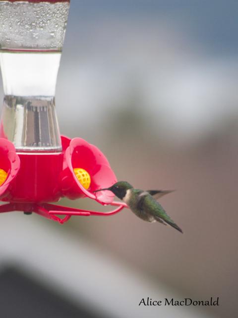 Alice, Cape Breton, NS