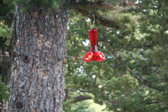 Jennifer, Crownsnest Pass, AB