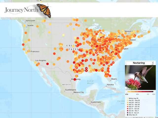 Hummingbird Map Fall 2019 Nectaring from Flowers