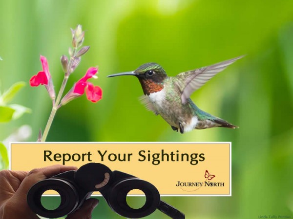Report Sightings