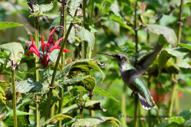 Hummingbird Nectaring on Bee Balm