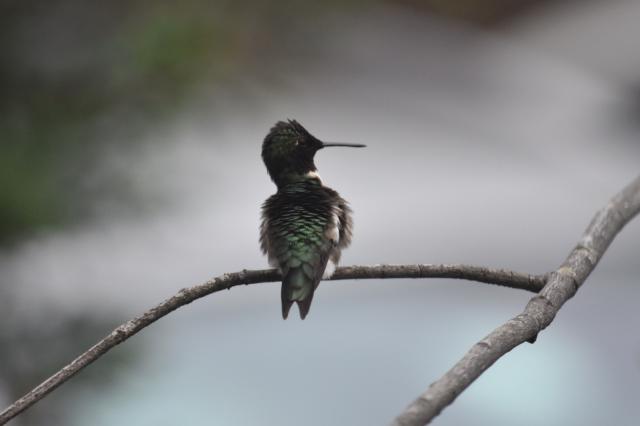 feeding to put on migration weight