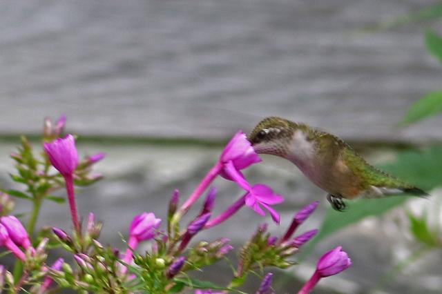 only a few male hummingbirds left