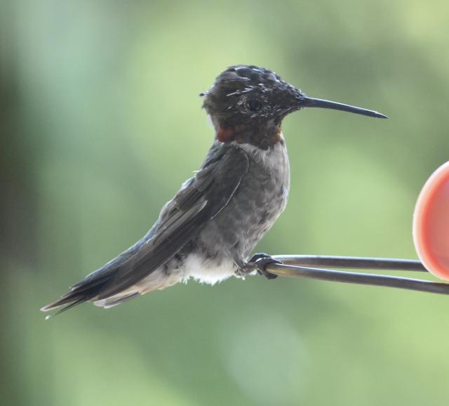 Juvenile Ruby throated hummingbird